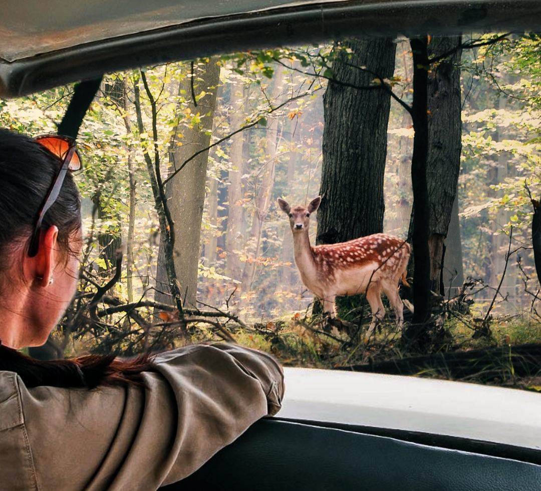 Keoladeo Tour Packages